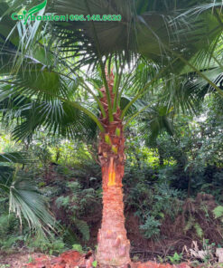 Bóc bẹ cho cây cọ trơn thân cao 1m6