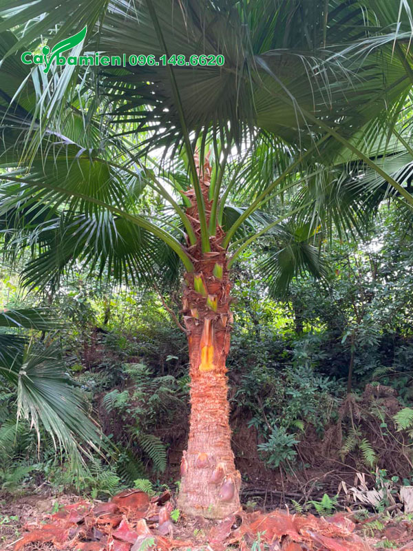 Bóc bẹ cho cây cọ trơn thân cao 1m6