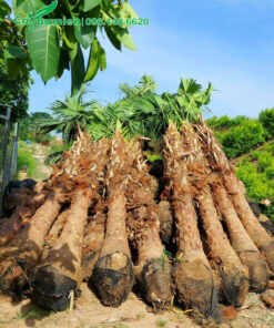 Tập kết hàng chục cây cọ trơn chiều cao đồng đều, lóng khoảng 1,5m trở lên