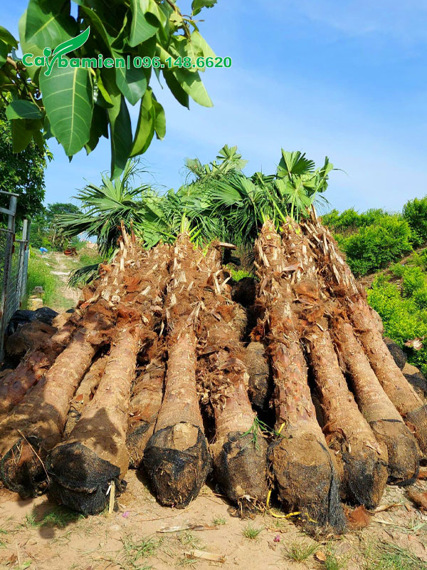 Tập kết hàng chục cây cọ trơn chiều cao đồng đều, lóng khoảng 1,5m trở lên