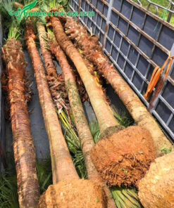 Cọ Trơn lóng thân cao 4 - 5m đã xếp gọn trên thùng xe