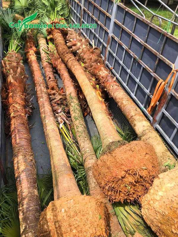 Cọ Trơn lóng thân cao 4 - 5m đã xếp gọn trên thùng xe