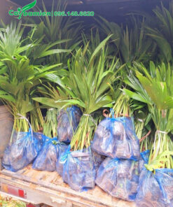 Đóng gói cây giống cọ trơn vào túi nilon 10 cây/bịch