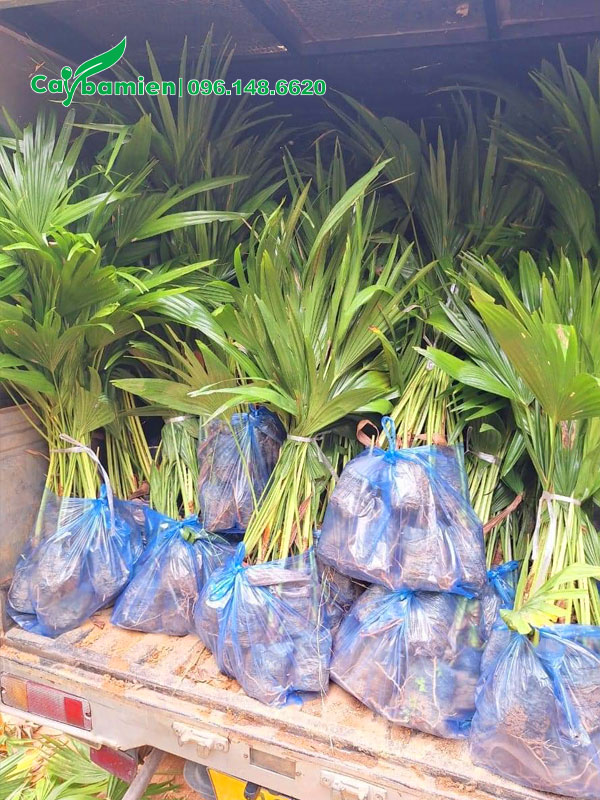 Đóng gói cây giống cọ trơn vào túi nilon 10 cây/bịch