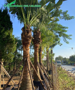 Chống cọc chắc chắn cho hàng cây Cọ Trơn lóng cao 2m