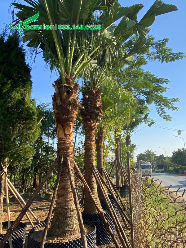 Chống cọc chắc chắn cho hàng cây Cọ Trơn lóng cao 2m