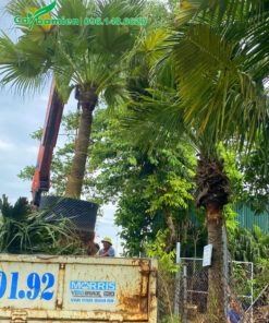 Nhấc cây cọ trơn lóng thân cao 2m lên xe