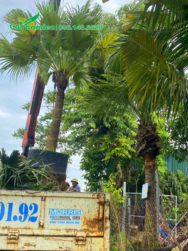 Nhấc cây cọ trơn lóng thân cao 2m lên xe