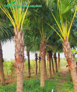 Những hàng cây cọ trơn đã dâm ủ nhiều năm chiều cao thân khoảng 2m