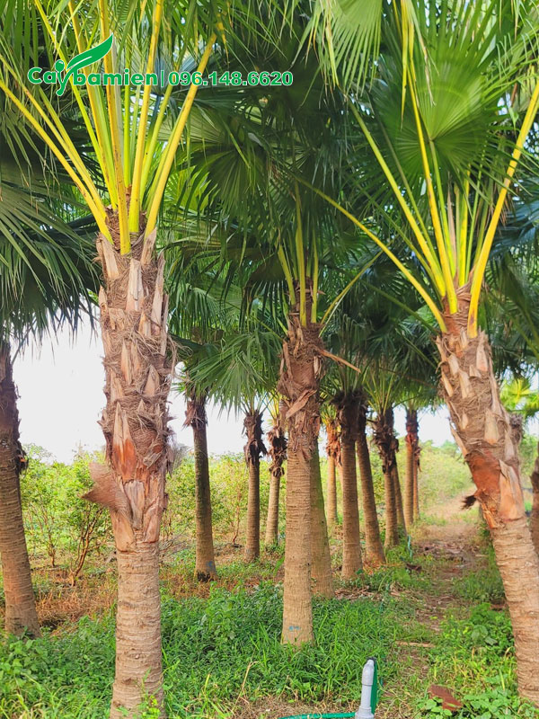 Những hàng cây cọ trơn đã dâm ủ nhiều năm chiều cao thân khoảng 2m