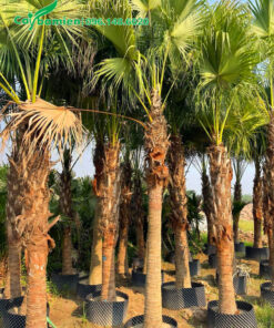 Vườn cọ trơn chiều cao đa dạng