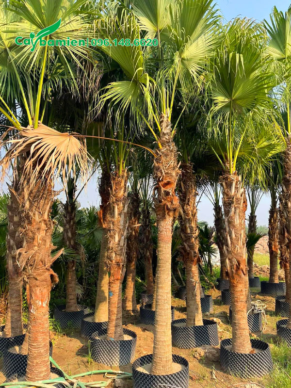 Vườn cọ trơn chiều cao đa dạng