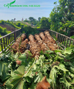 Hành chục cây cọ trơn công trình kích thước lớn xếp gọn trên thùng xe kéo