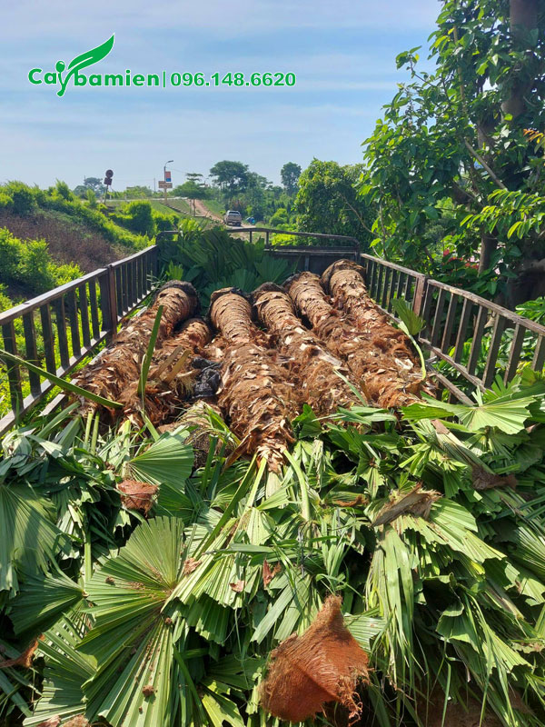 Hành chục cây cọ trơn công trình kích thước lớn xếp gọn trên thùng xe kéo