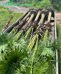 5 cây cọ trơn lóng cao hơn 1m xếp gọn trên thùng xe