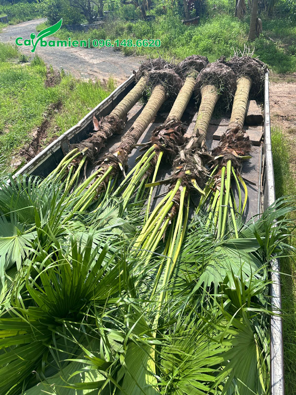 5 cây cọ trơn lóng cao hơn 1m xếp gọn trên thùng xe