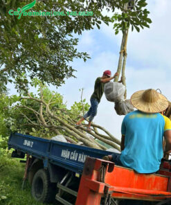 Dùng cần cẩu để đưa cây Phong Linh Tím lên xe