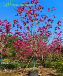 Phong Linh hoa tím dưỡng sẵn trong bầu và đang nở hoa