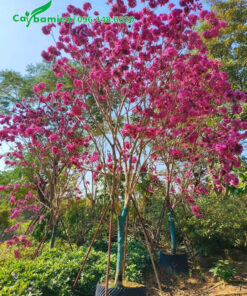 Cây Phong Linh hoa tím đẹp, chiều cao khoảng 3 - 4m