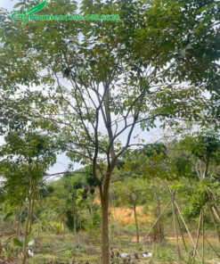 Cây hoa Phong Linh tím chiều cao từ 5m trở lên