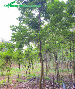 Vườn cây chất lượng, chiều cao hơn 5m, vanh gốc từ 20 - 30cm