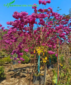 Cây hoa Phong Linh đẹp, hoa siêu nhiều