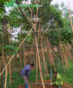 Công nhân đang đánh bầu cây phong linh tím đường kính gốc 10 - 12cm