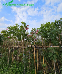 Vườn cây Phong Linh giá rẻ, số lượng hàng nghìn gốc
