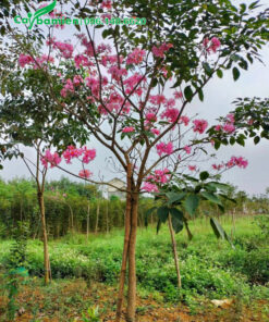 Cây nhỏ nhưng hoa nở siêu nhiều