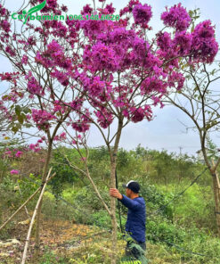 Khách hàng xem và chiêm ngưỡng cây hoa Phong Linh tím tại vườn