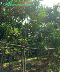 Phong Linh tím công trình xanh tốt, được chăm sóc kỹ