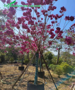 Phong Linh hoa tím đang nở hoa siêu đẹp