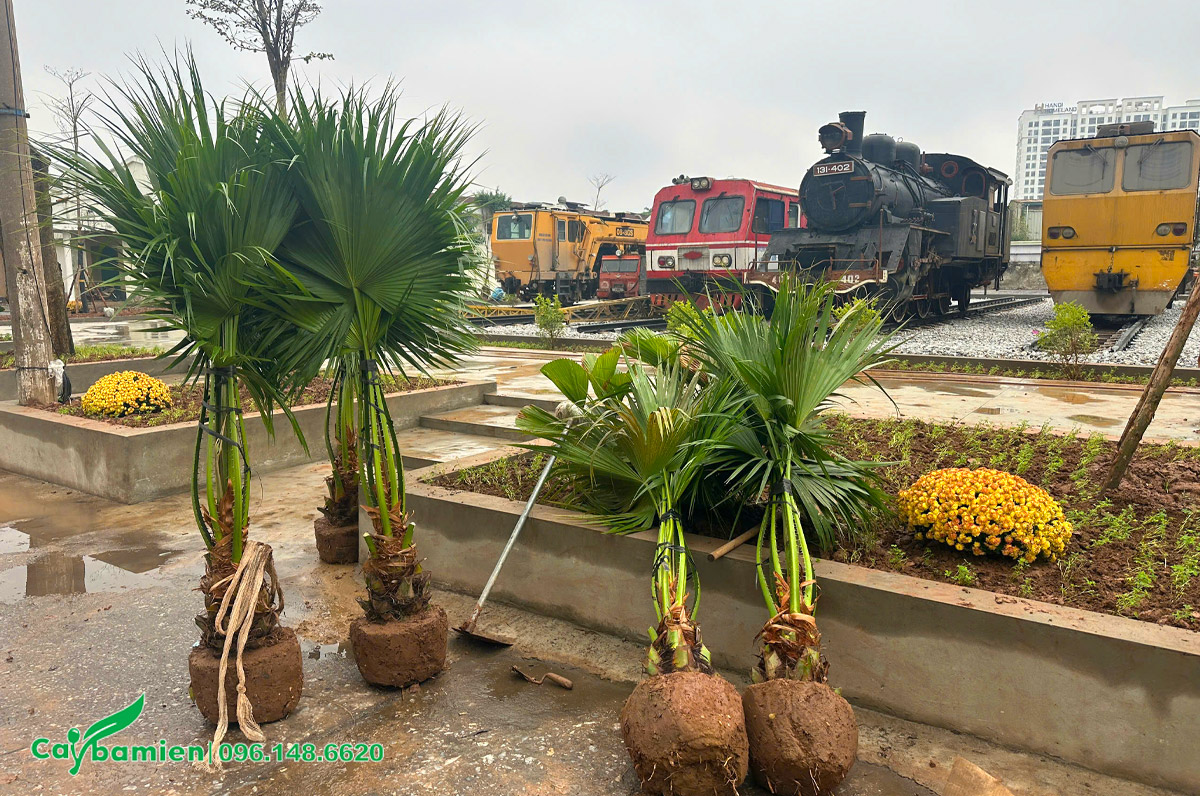 Tập kết cây Cọ Ta công trình tại vị trí trồng