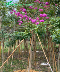 Cây đến mùa ra hoa, những chùm hoa tím đẹp, thu hút