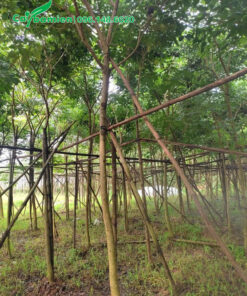 Vườn Phong Linh tím công trình cao 4 - 5m, đường kính gốc 5 - 10cm