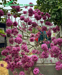 Một cây Phong Linh tím sẵn hoa cao hơn 4m đang được xếp lên xe