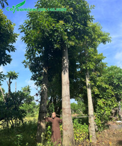 Cung cấp cây sala ngọc kỳ lân kích thước lớn
