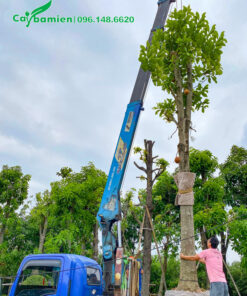 Cẩu và xếp cây lên thùng xe