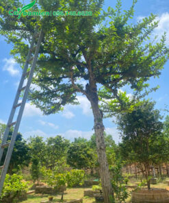 Cây Đào Tiên trồng trước sân nhà