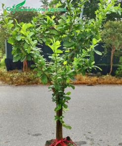 Cây giống chiều cao 1m