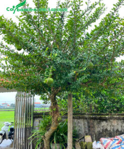 trồng cây Đào Tiên trước cổng nhà