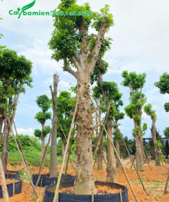 Quây bầu nổi để dâm ủ cây sala công trình lớn