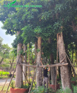 Hàng cổ thụ tuyển chọn, đường kính gốc trên 40cm