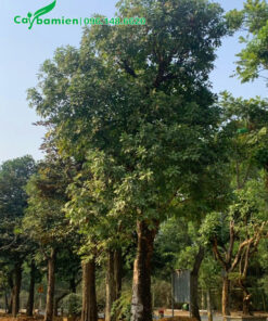 Cây cổ thụ còn nguyên tán, chưa cắt tỉa tay cành