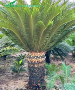 Cây Vạn Tuế đẹp, thân cao 50cm