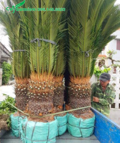 Cây Vạn Tuế kích thước lớn, đường kính gốc hơn 30cm