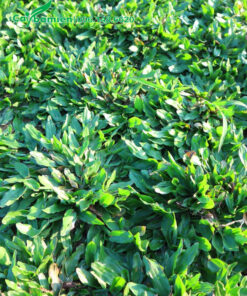 Cỏ lá gừng xanh đẹp trồng nền thảm công trình