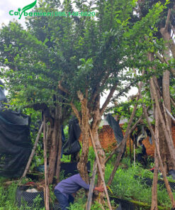 Hàng cổ thụ cao 3m, đường kính gốc trên 30cm