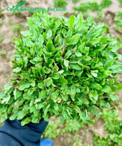 Từng khóm cỏ đường kính khoảng 20cm