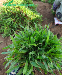 Cỏ lá gừng ta chất lượng, khóm to, xanh đẹp